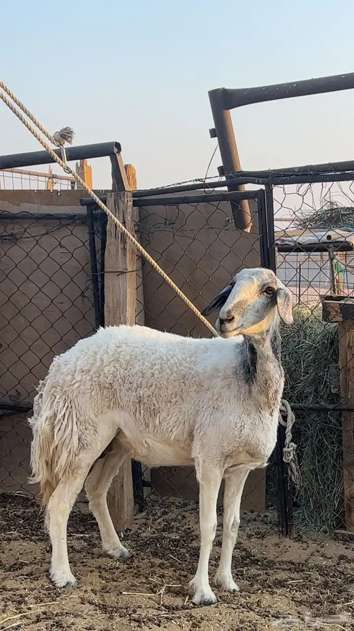 شاه حريه حايل 2