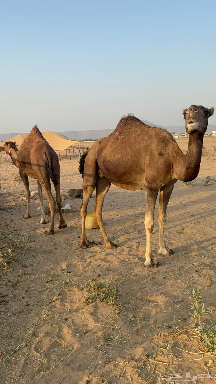 للبيع 2 بكار جذعات ملاقي على وشك تلد 20