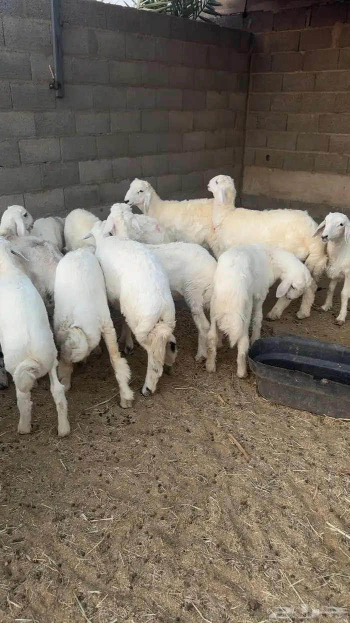 22 هرفي زبده شعره ملكيه 4