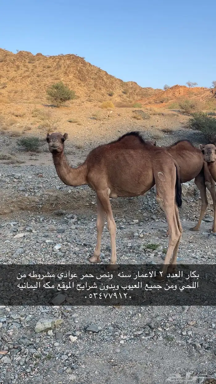 بكار عوادي حمر 0