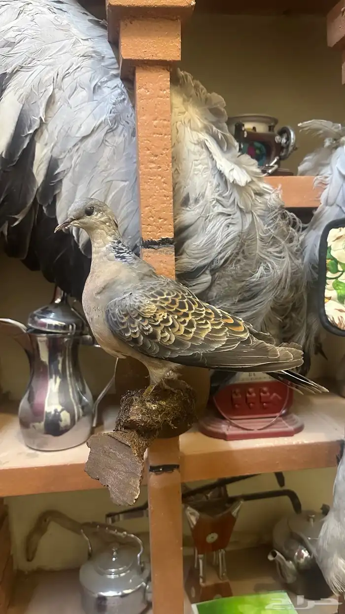 تمثال قميري اغرابي محنط تحنيط 0