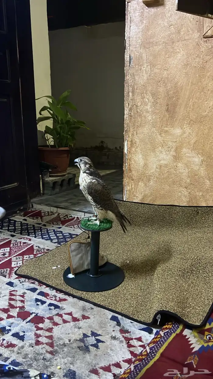 طير ضايع 0