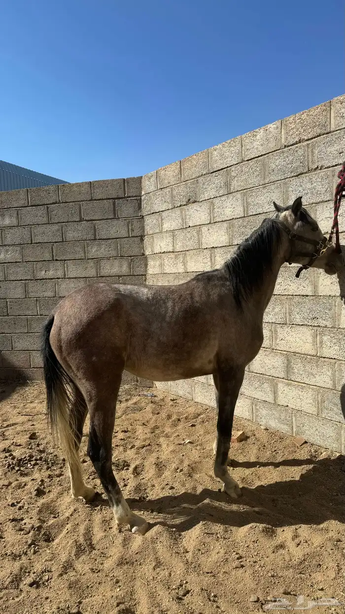 مهره للبيع 2