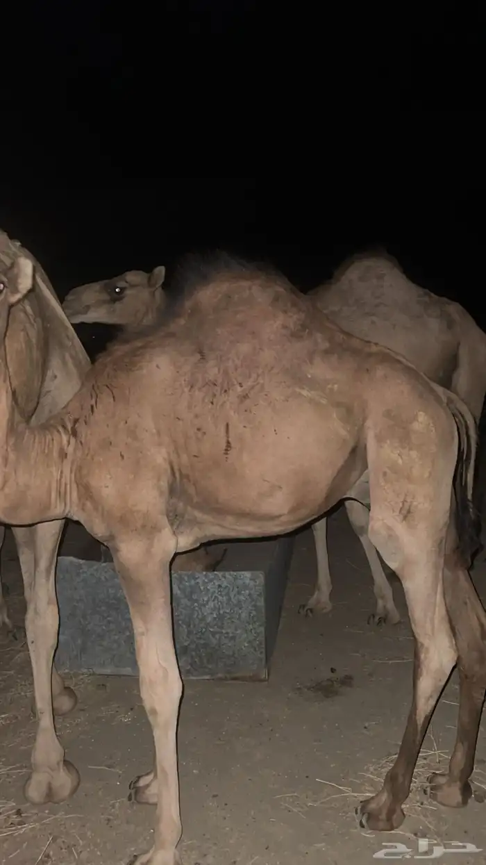 بعير 0