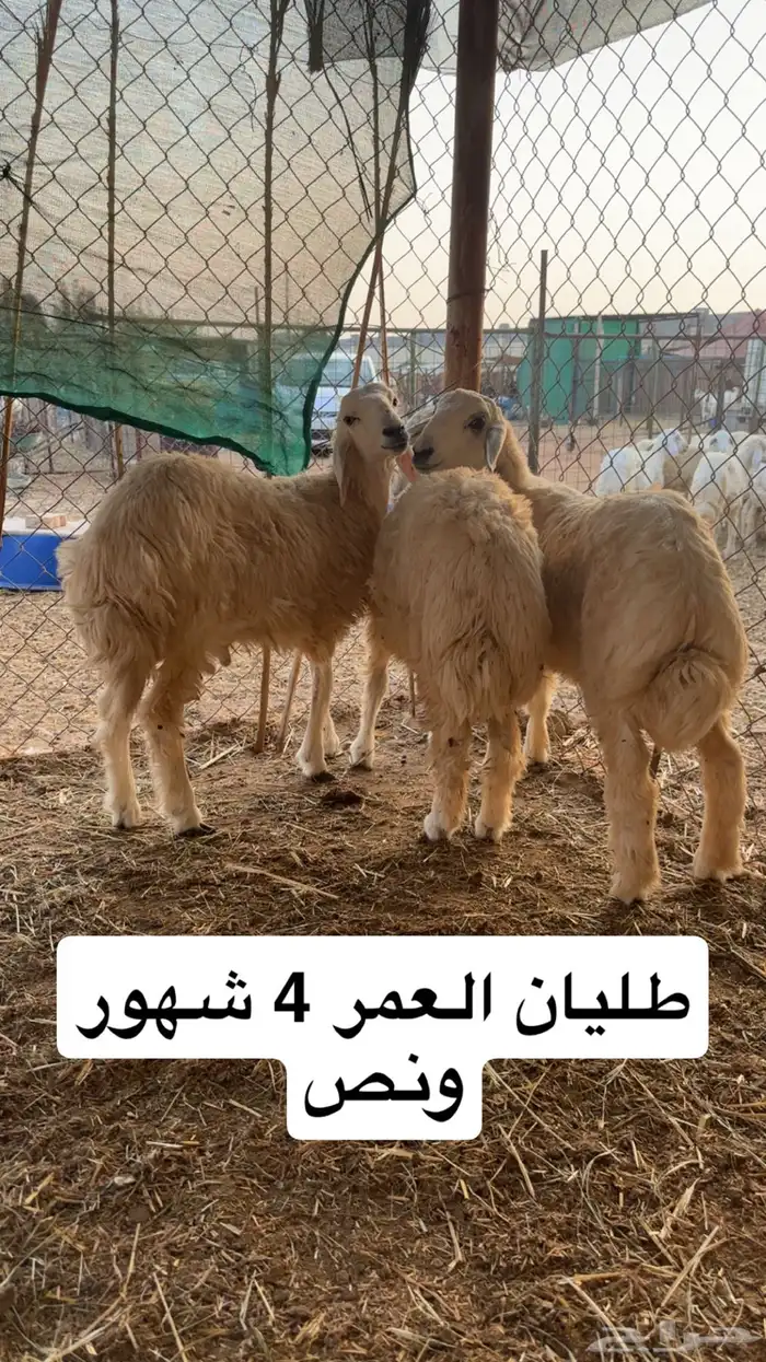للبيع بهم حري نظيف على الشرط 0