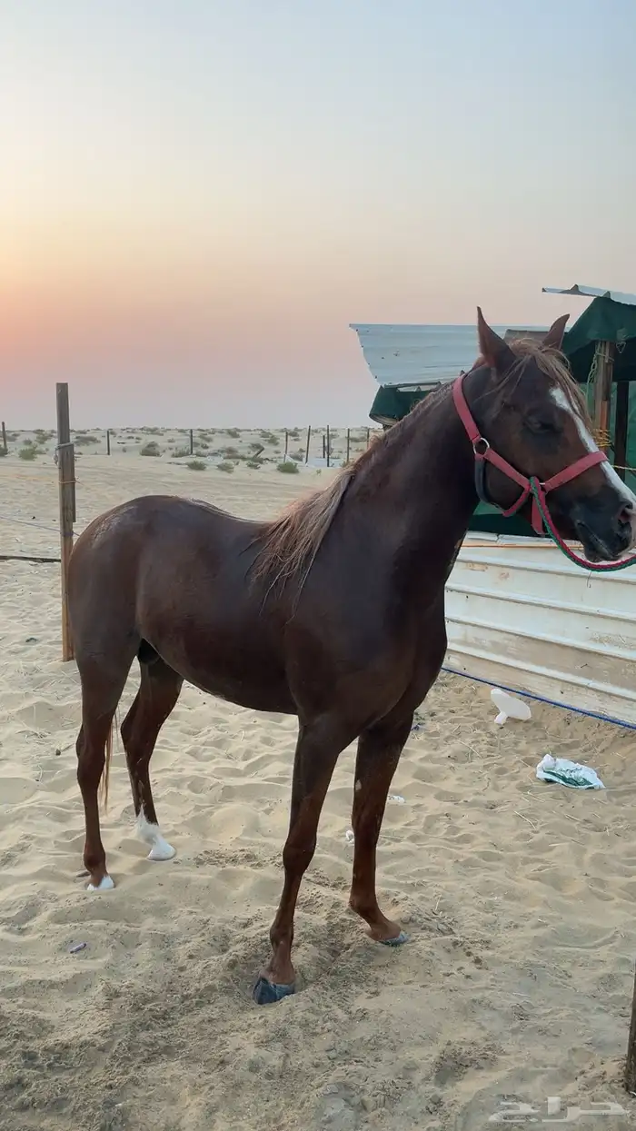 خيل 4