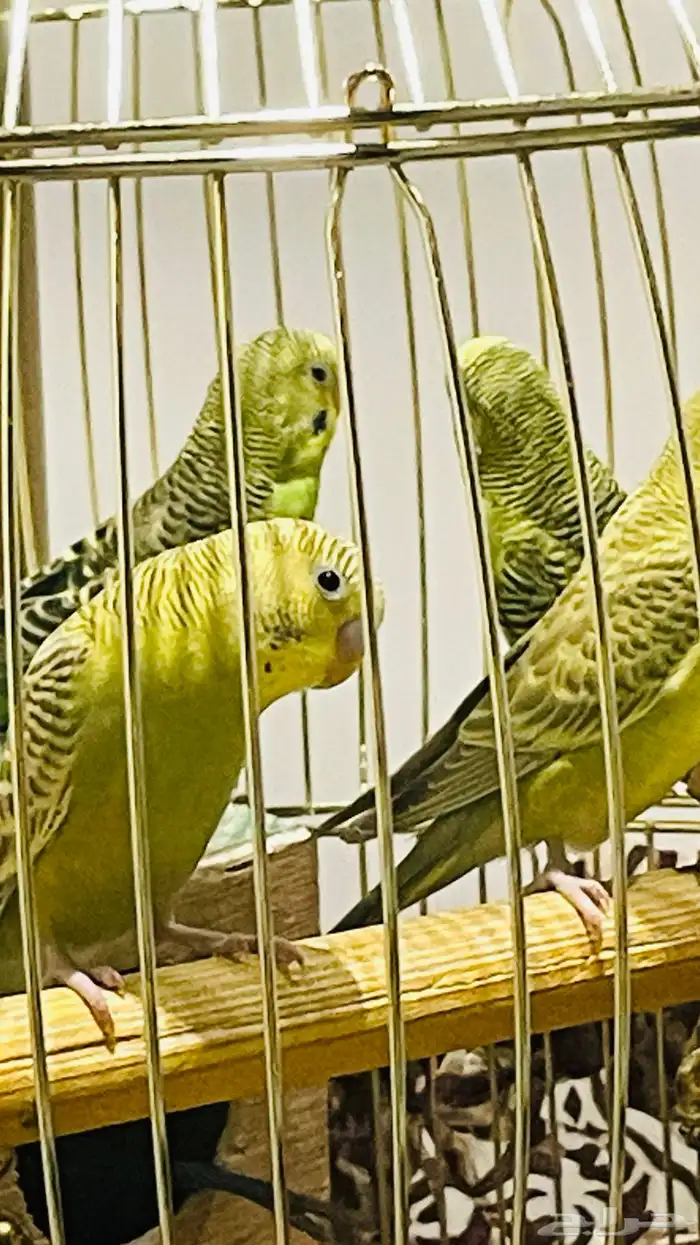 طيور الحب (8) طيور (4) اجواز 3
