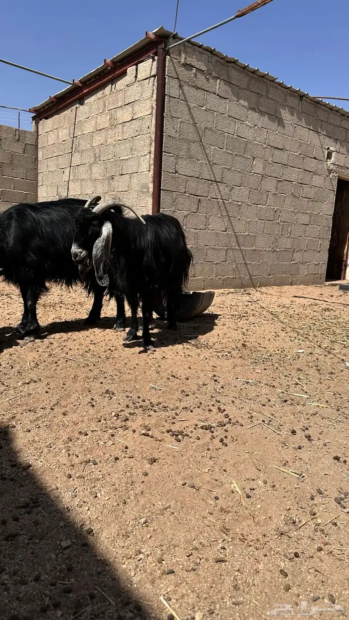 معزا للبيع 1