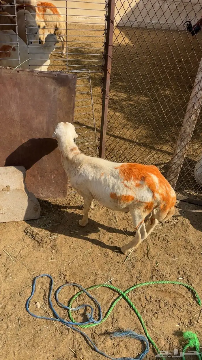فرير للبيع 4