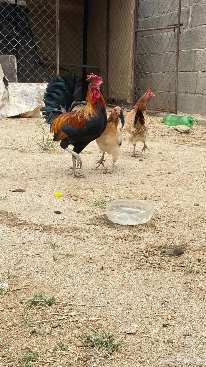 دجاج بلدي كفو 0