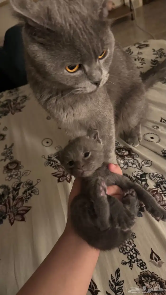 للبيع  قط سكوتش فولد أمريكي رمادي   ذكر 1