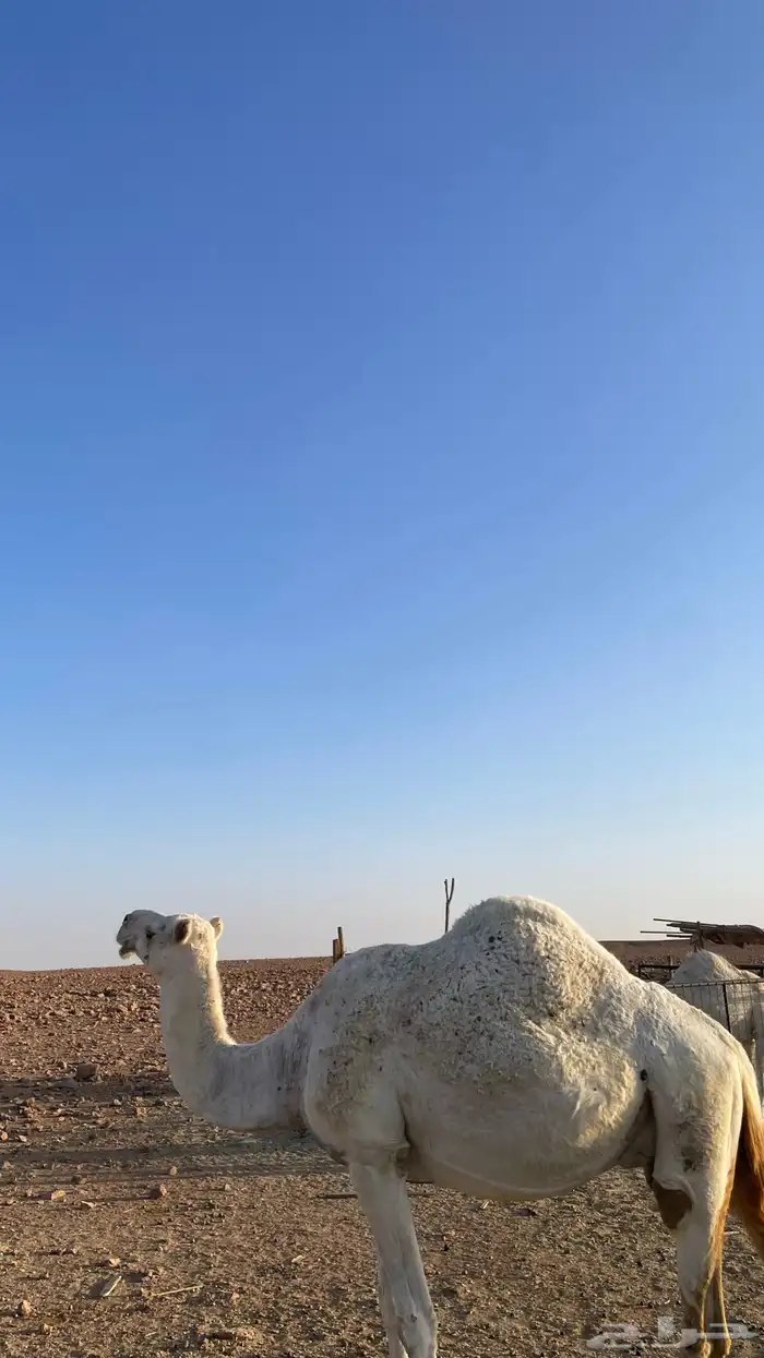 عشرا معها بكرة طيبة 3