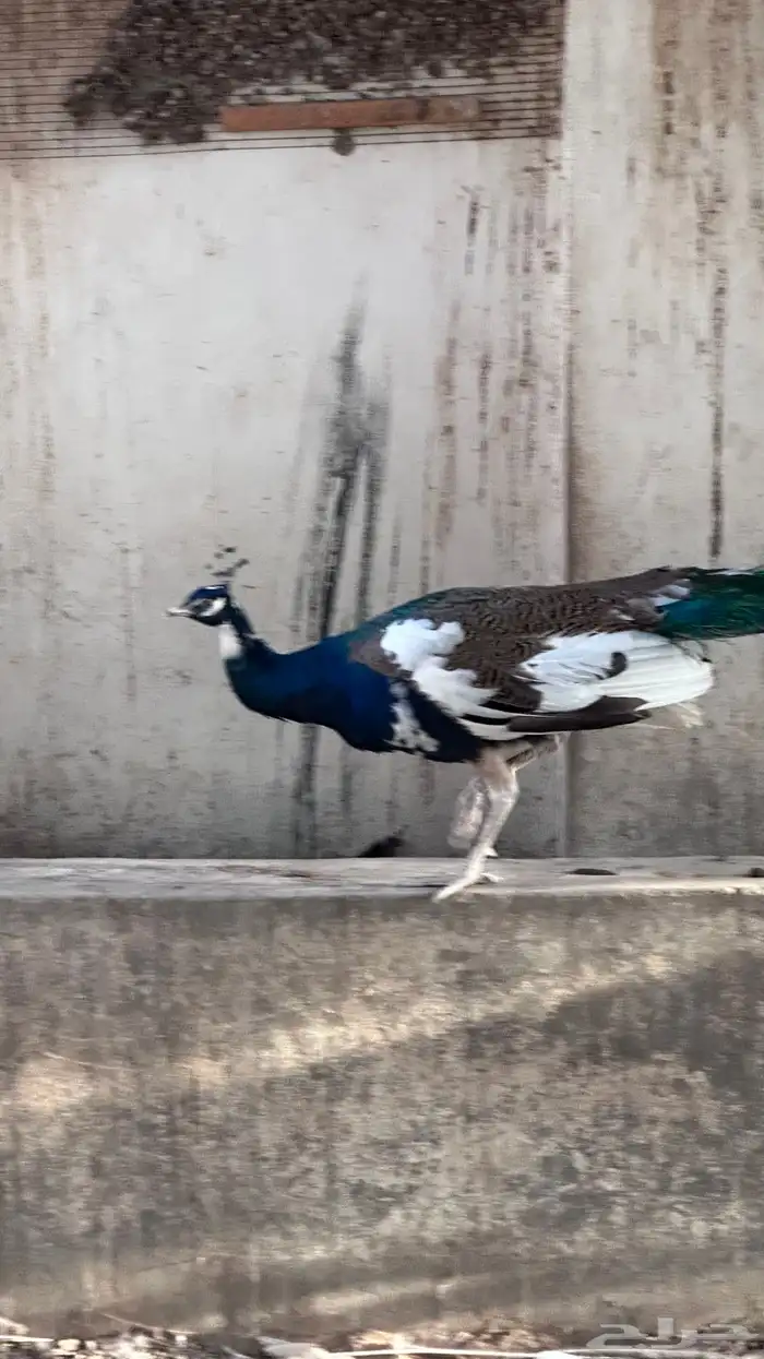 طائوس عمره 4ونص 1