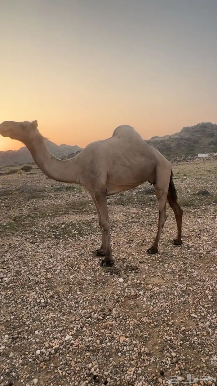 ابل للبيع العدد. 2 1