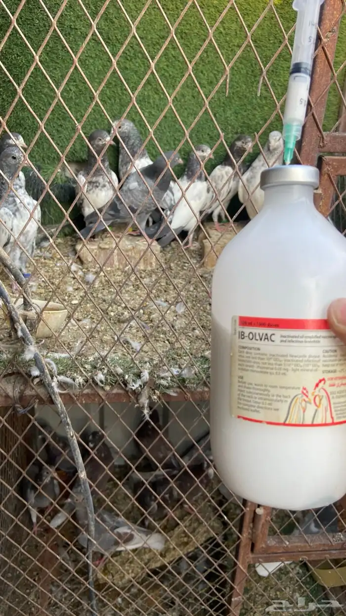 طبات باكستاني ( تم البيع ) 7