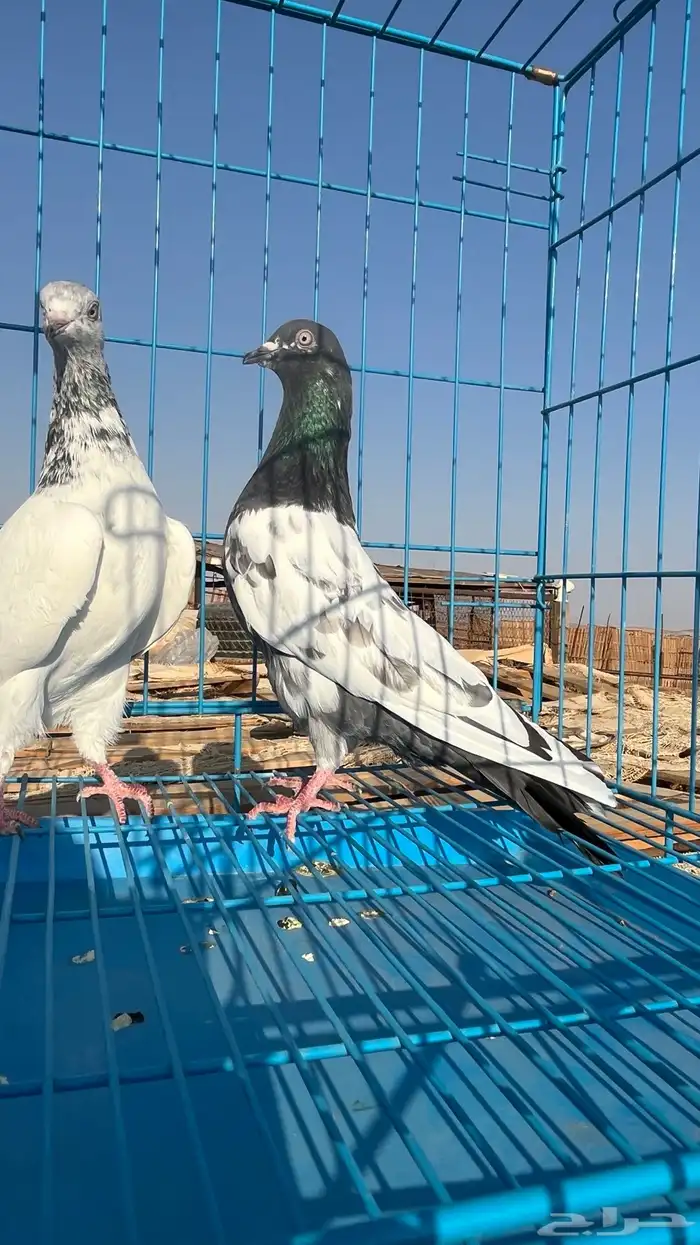جوزين باكستاني ثنين ذكور الوحشي 13
