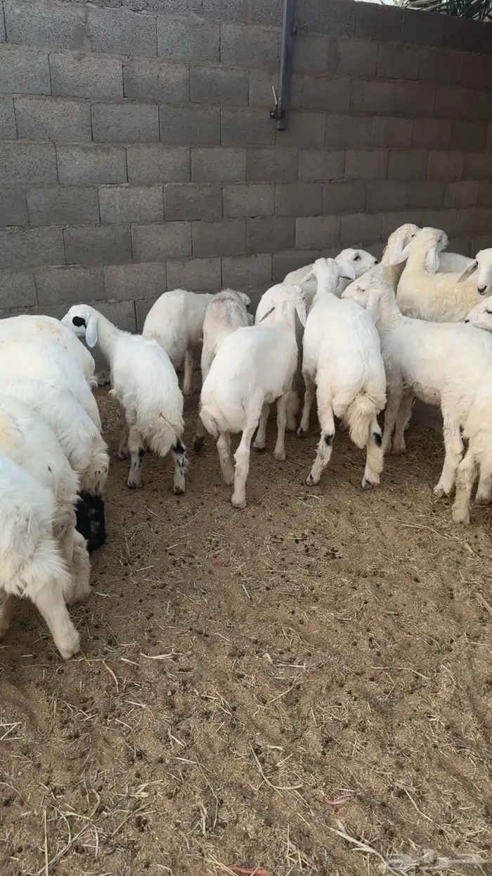 22 هرفي زبده شعره ملكيه 3