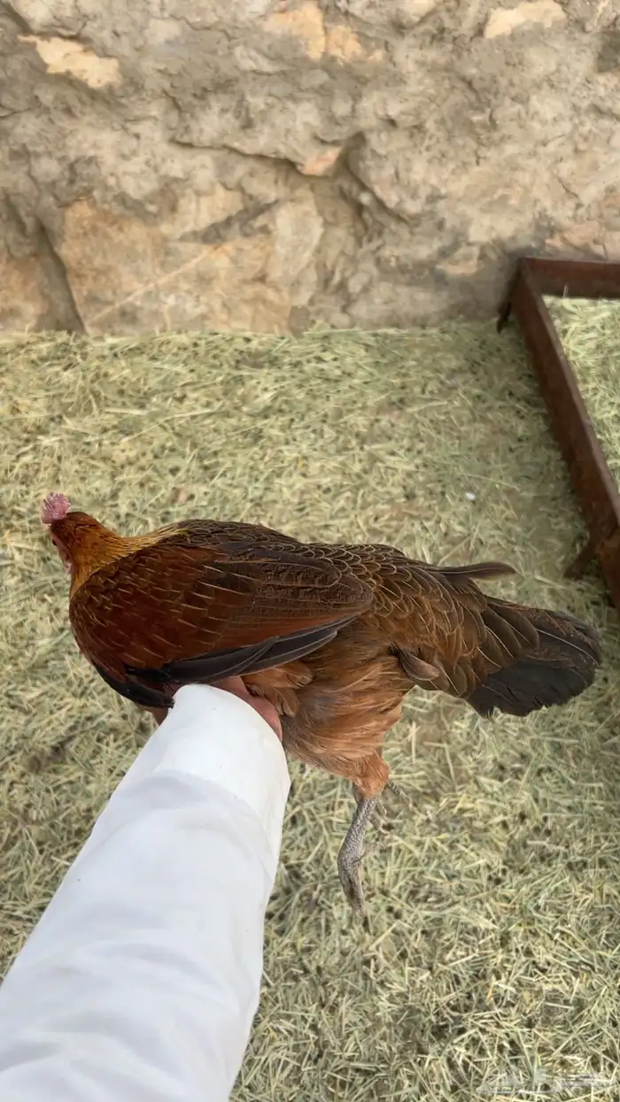 دجاج عربي اصيل طقم 4