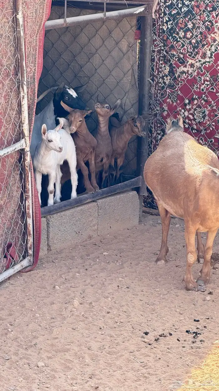 للبيع ماعز حزر 1