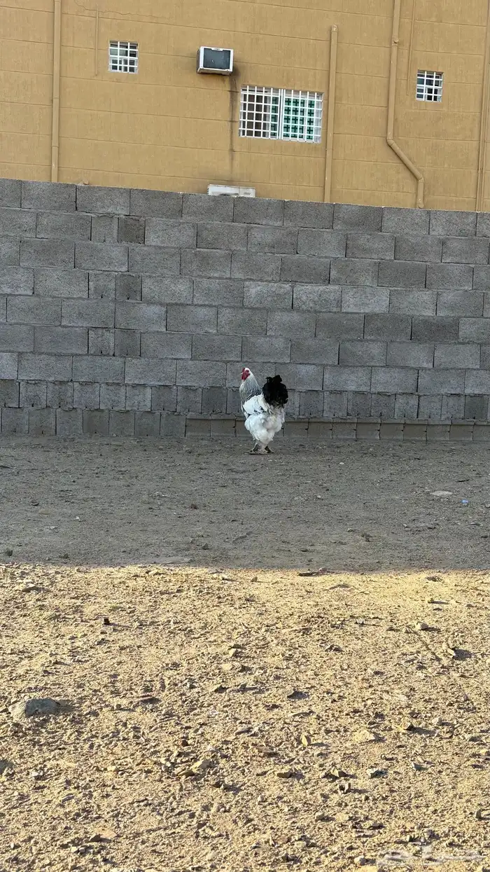 ديك براهما كولمبي 1
