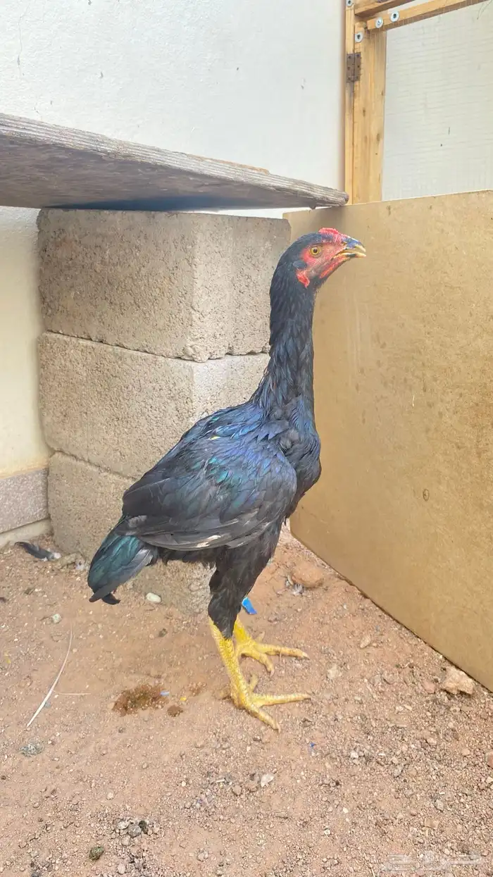 دجاج باكستاني 8