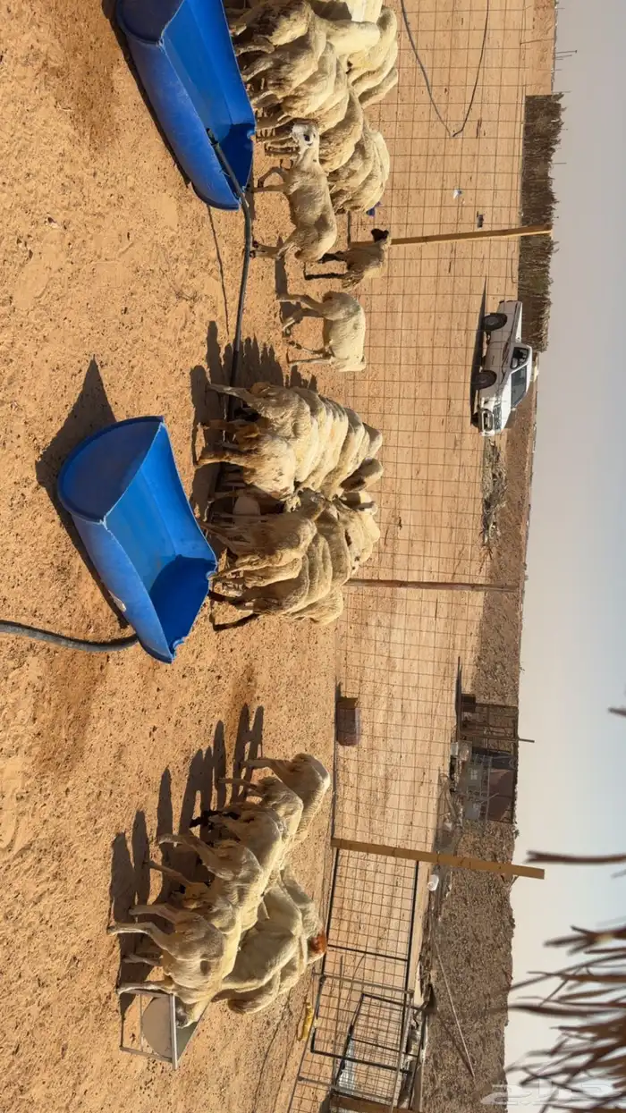 للبيع رخال رفيديات 75 بلدي 3