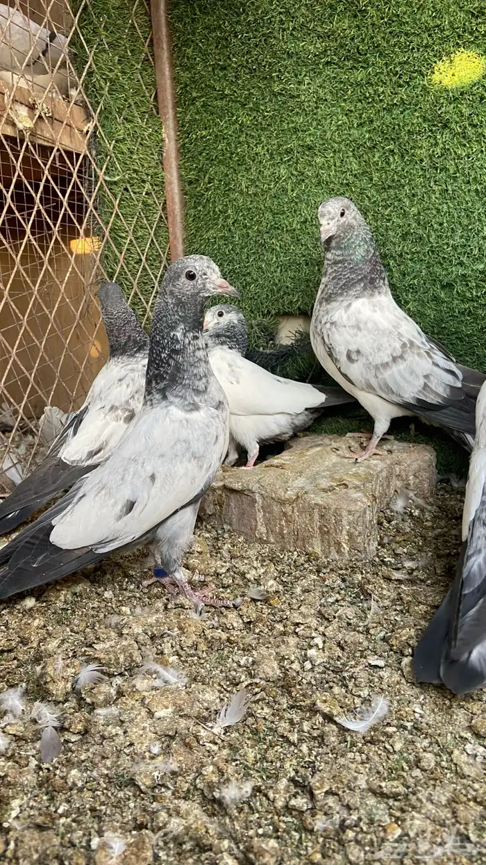 طبات باكستاني ( تم البيع ) 5