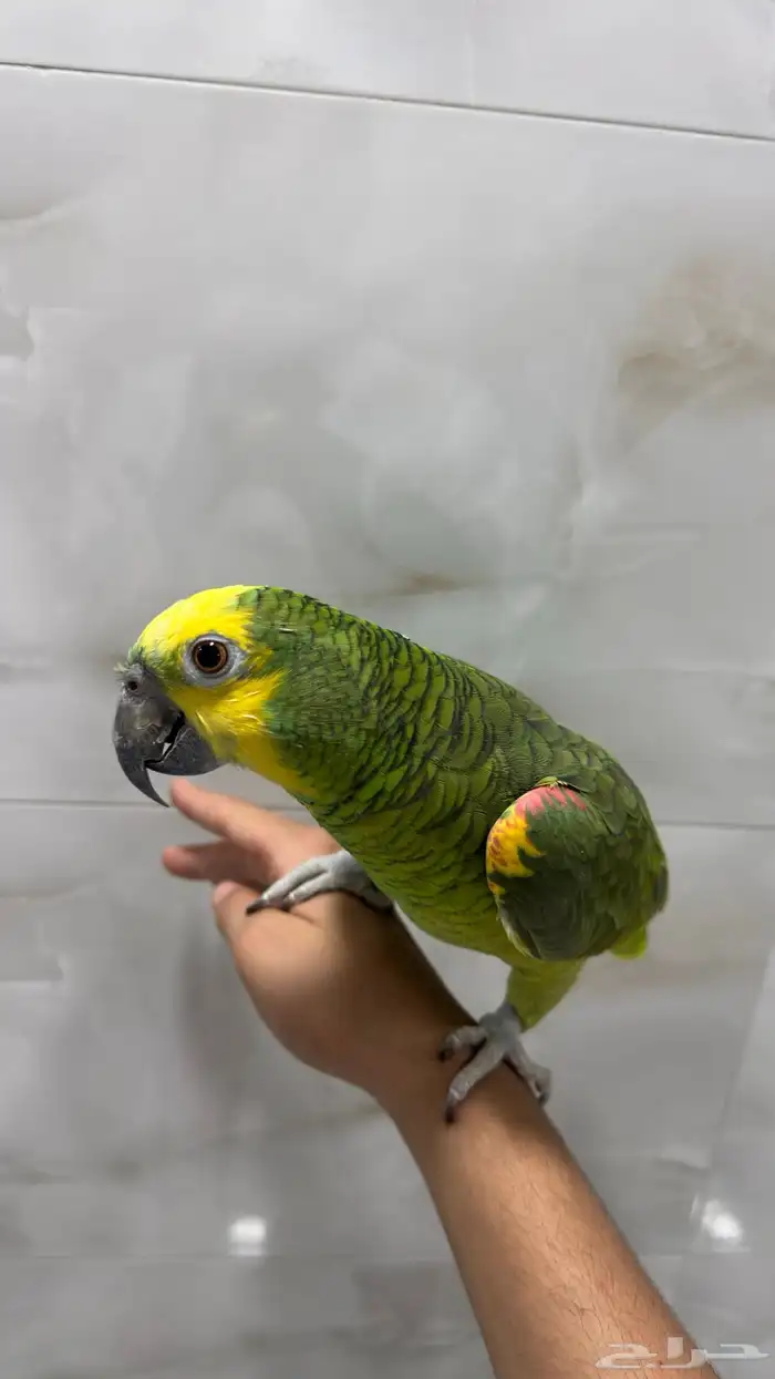 ببغاء أمازون درجة ثانيه 0