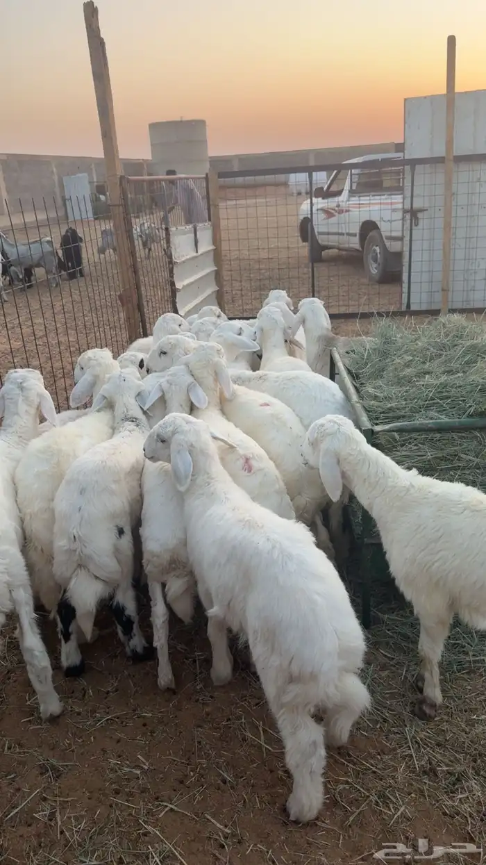 22 هرفي زبده شعره ملكيه 6