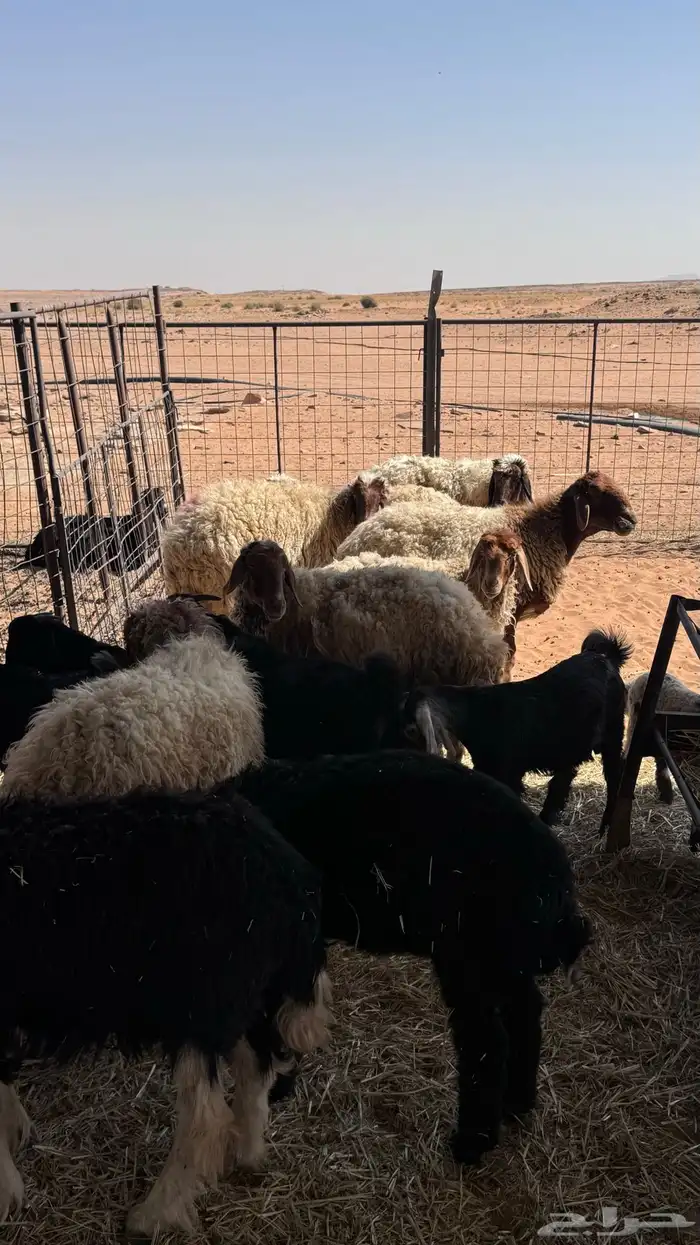 غنم مواليد نعيم و تيوس 0