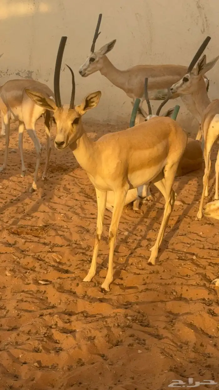 ماعز الريمي 0