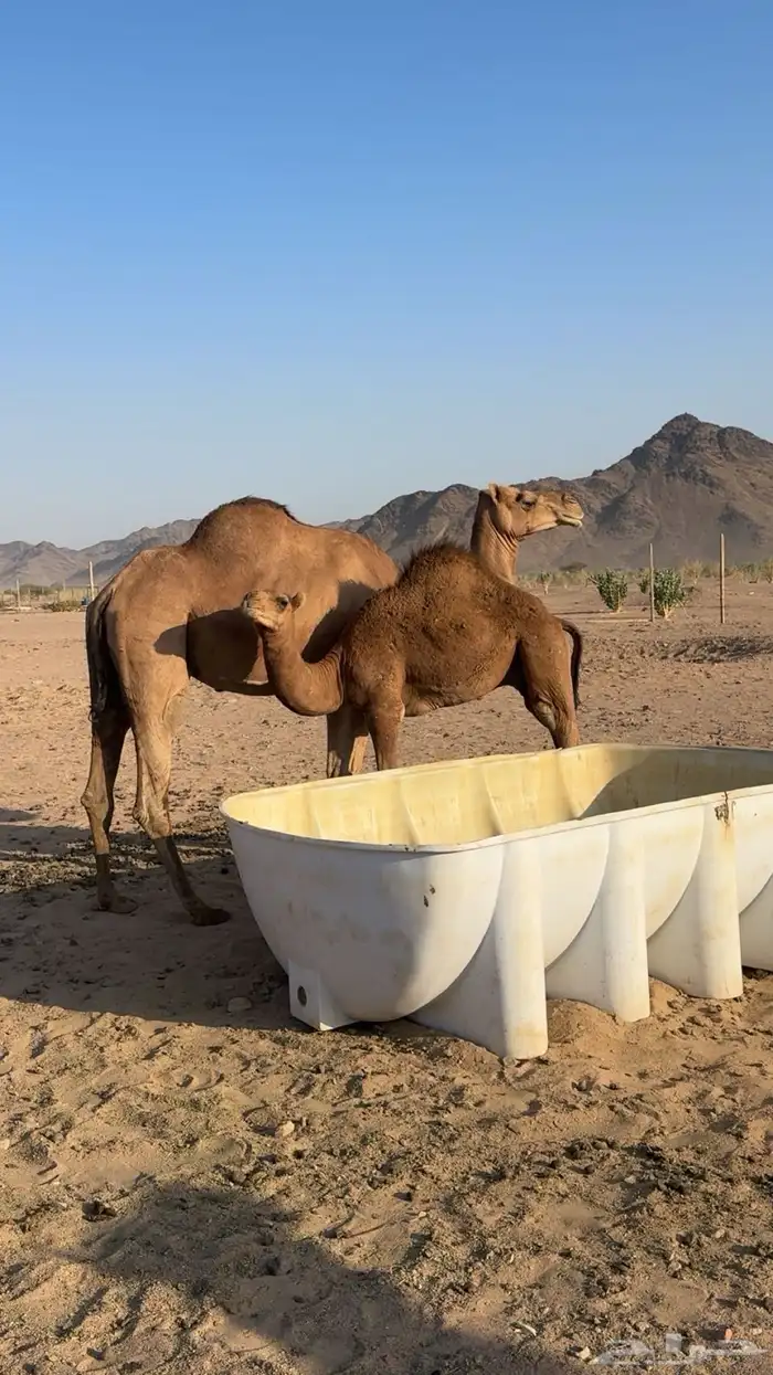 ناقه عشرا تحتها قعود 1
