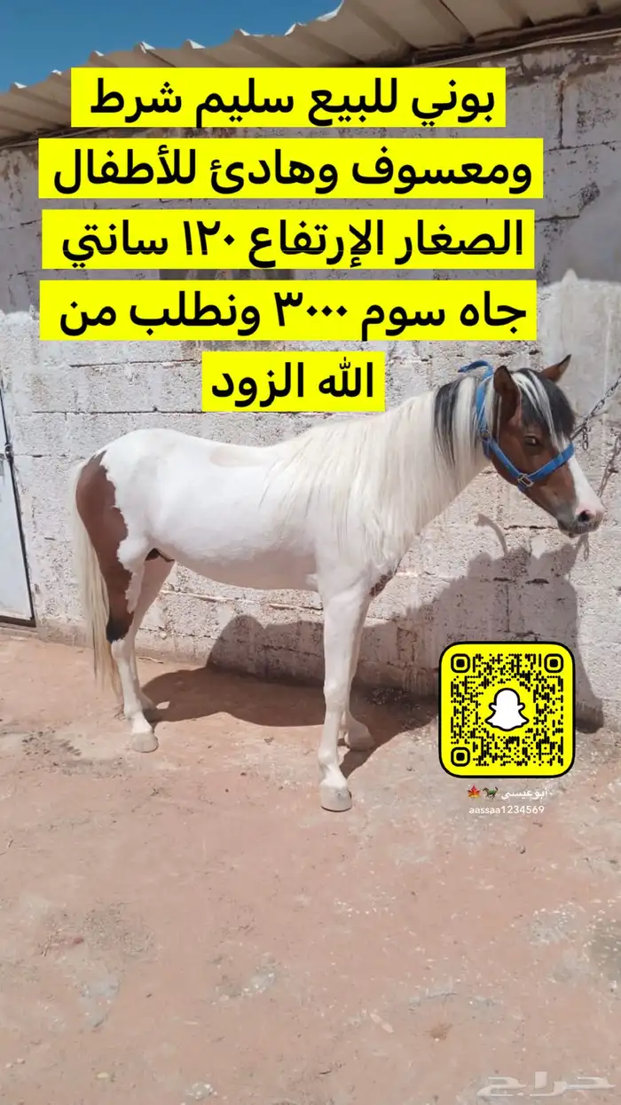 حصان بوني للبيع حد ب 3500 0