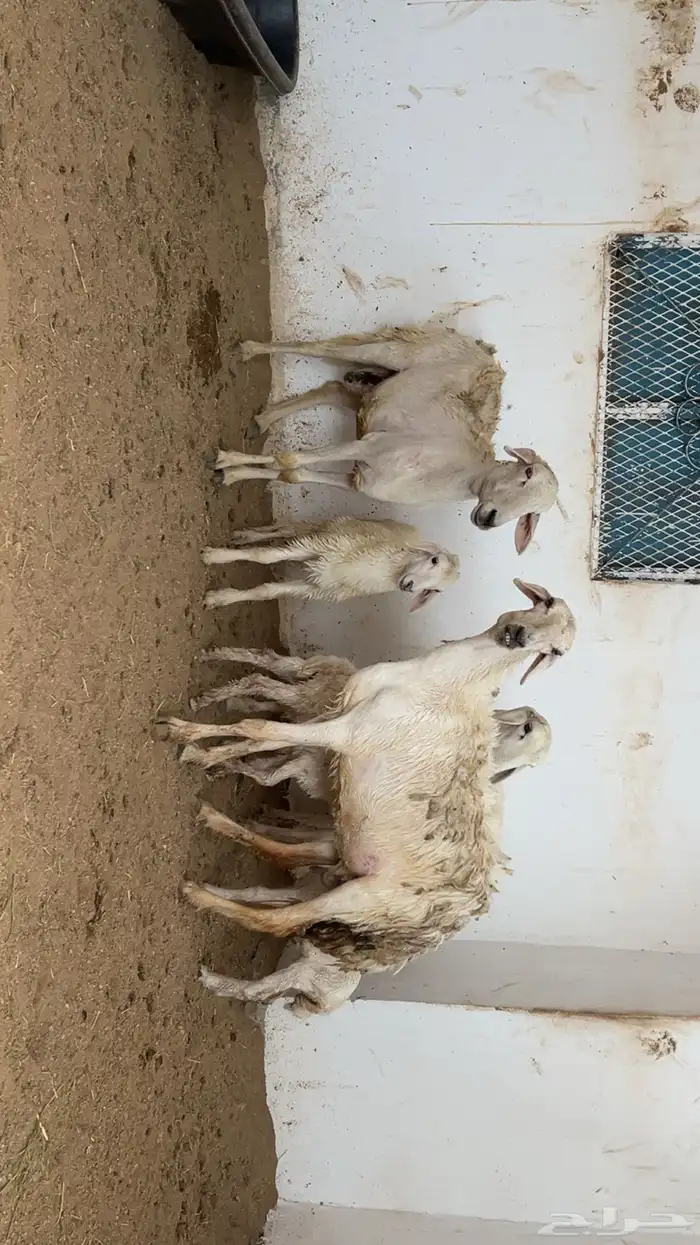 ضان بعيالها للبيع 7