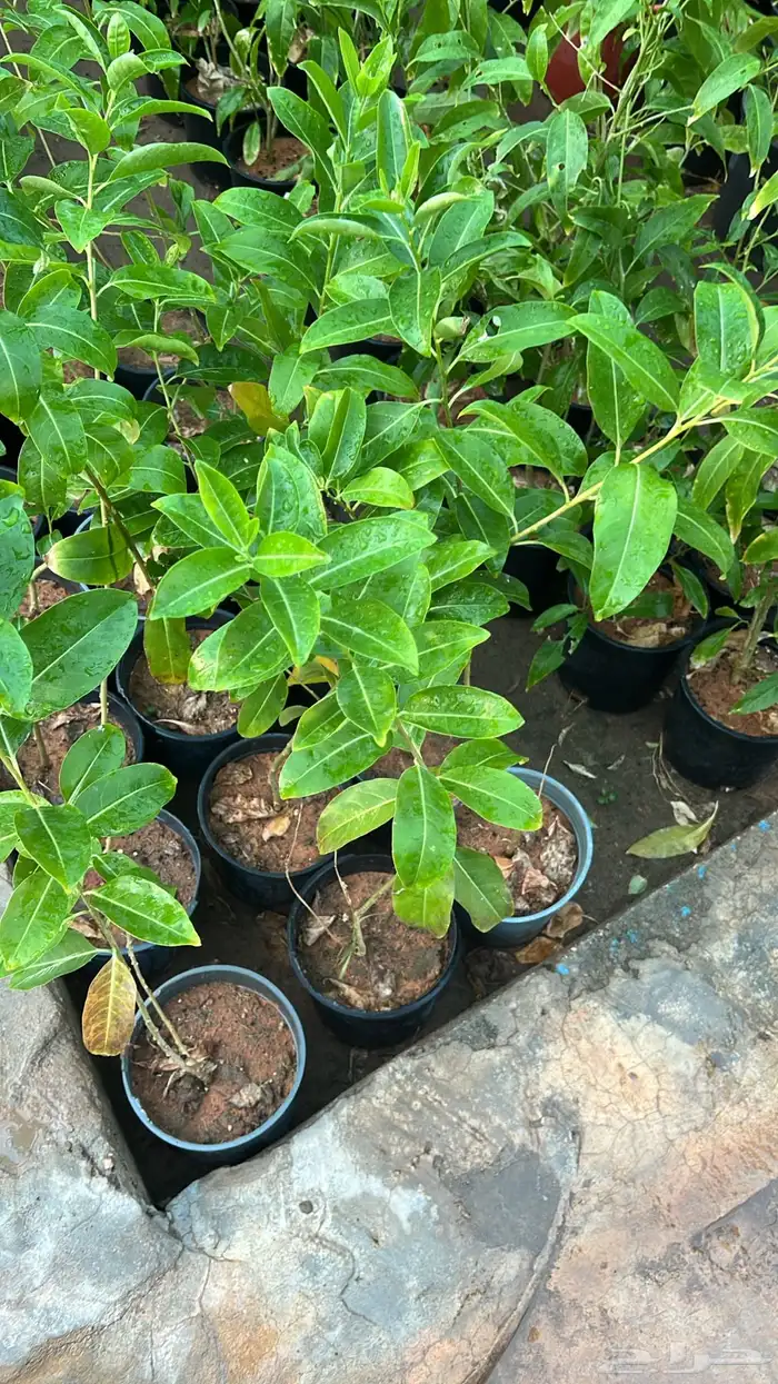 أشجار متوسط جميله 5