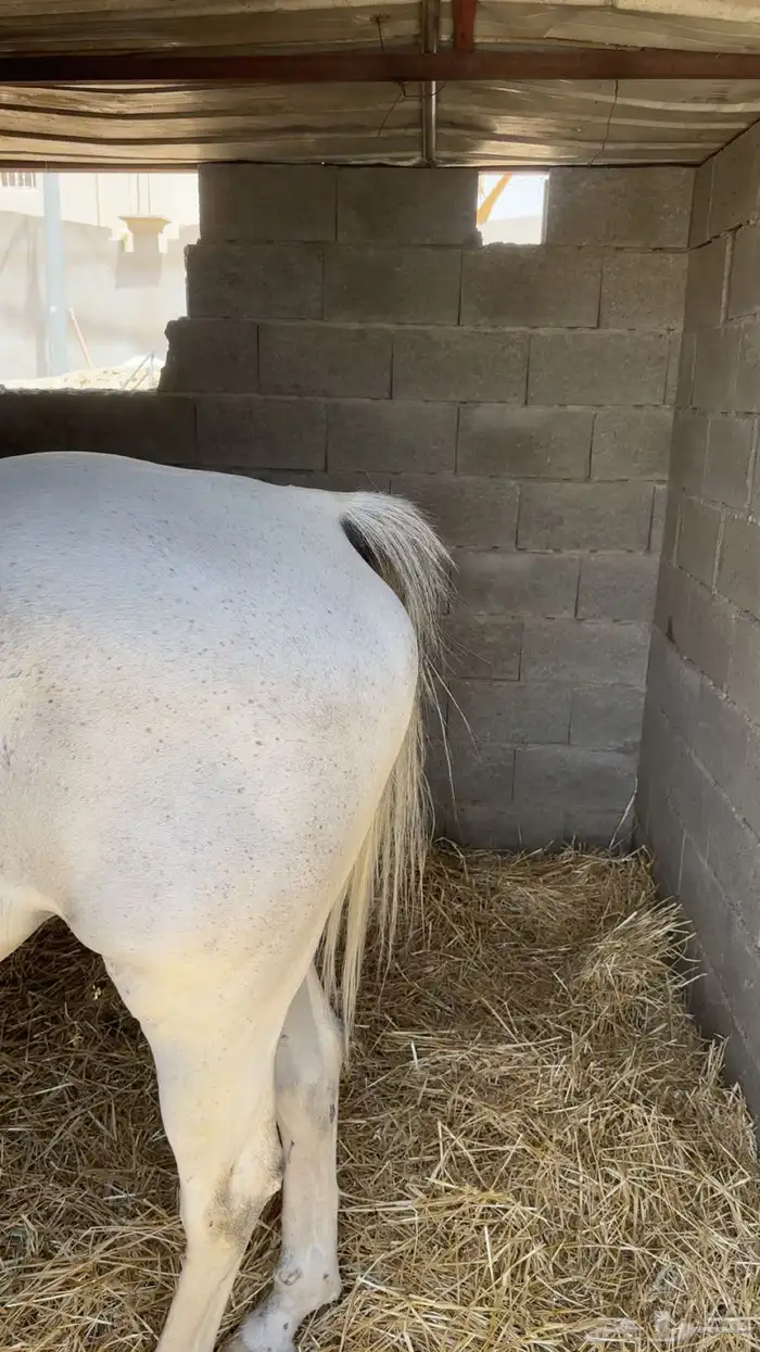 ايواء خيل في مزرعه خاصه 0