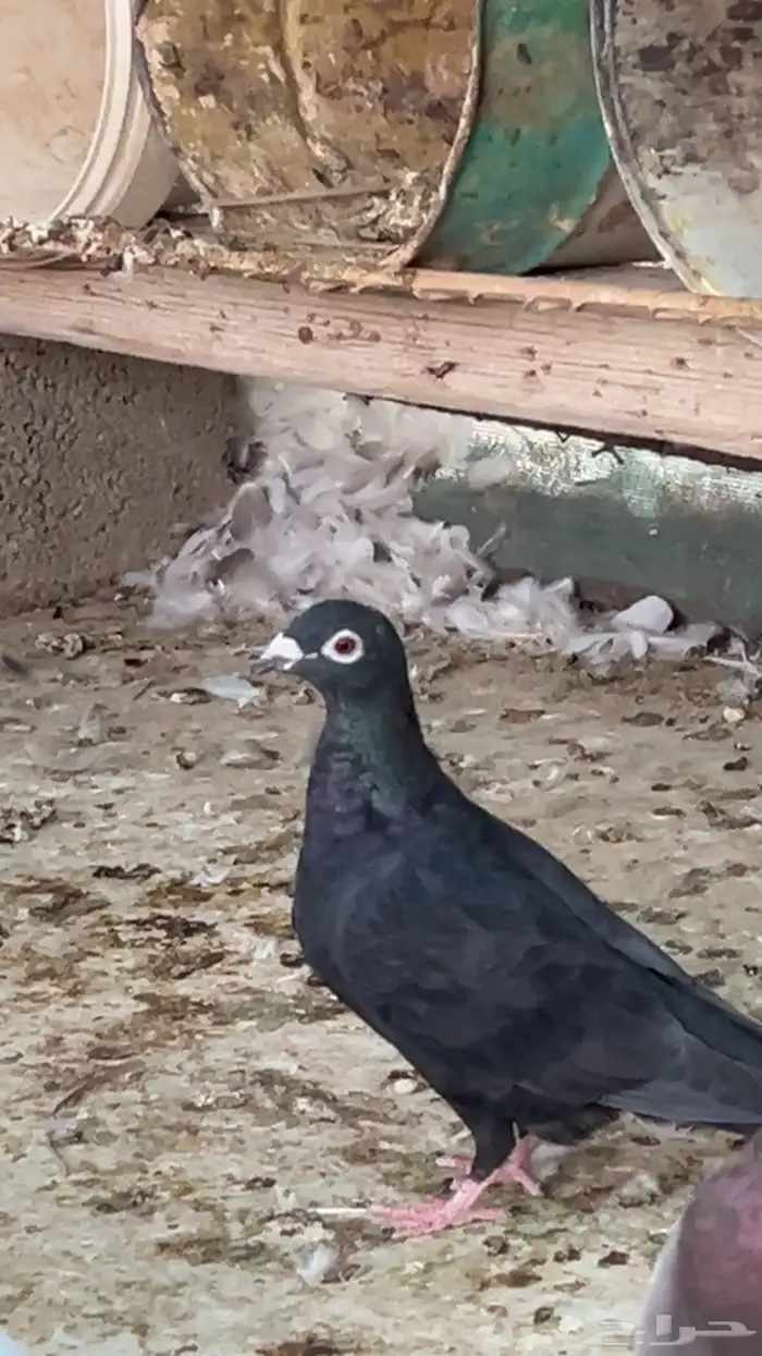 حمام للبيع 0