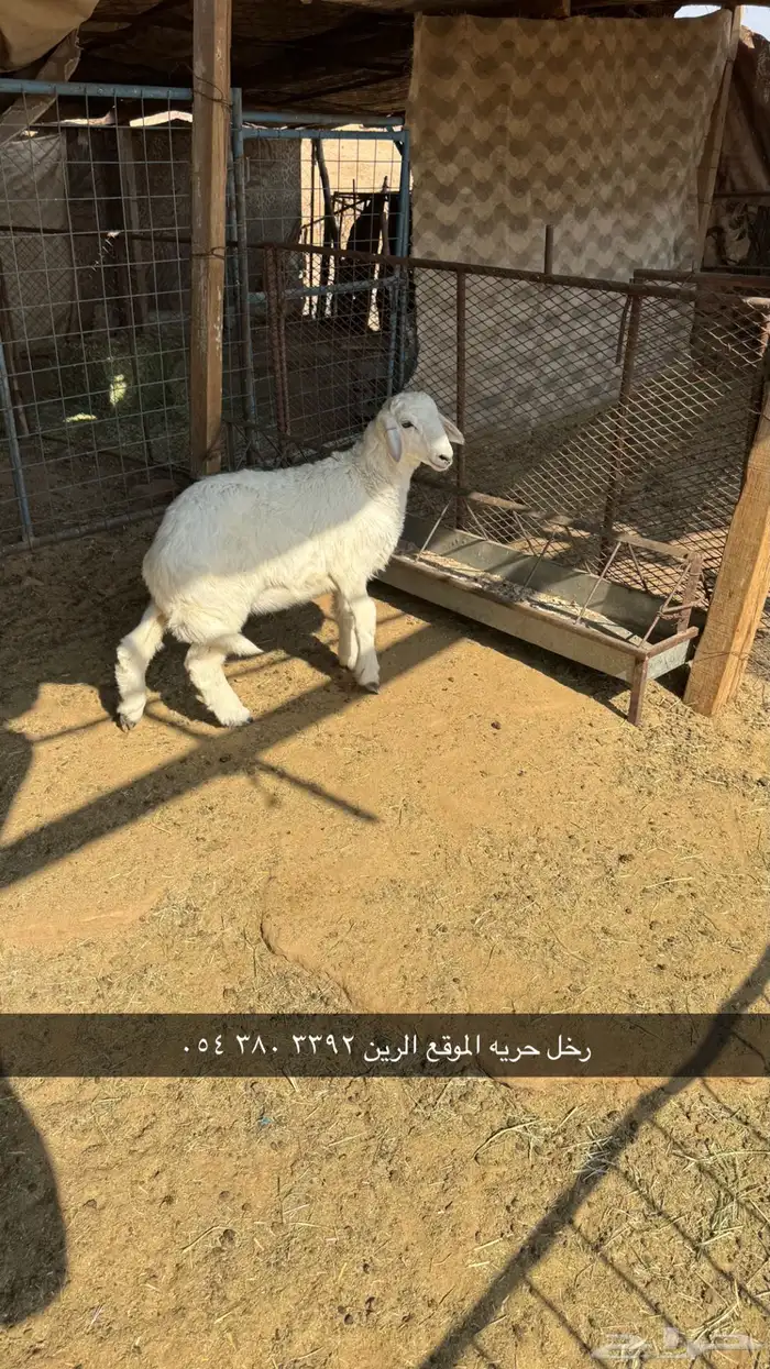 رخال للبيع 1