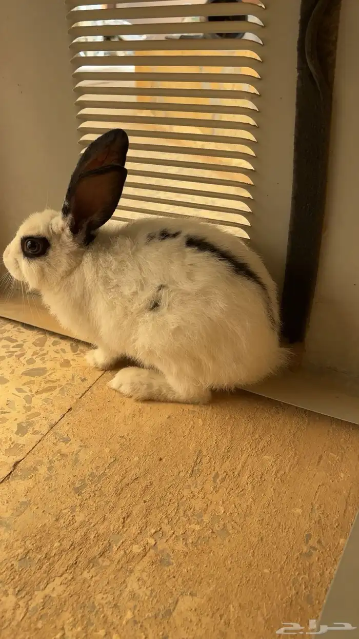 أرنب 1
