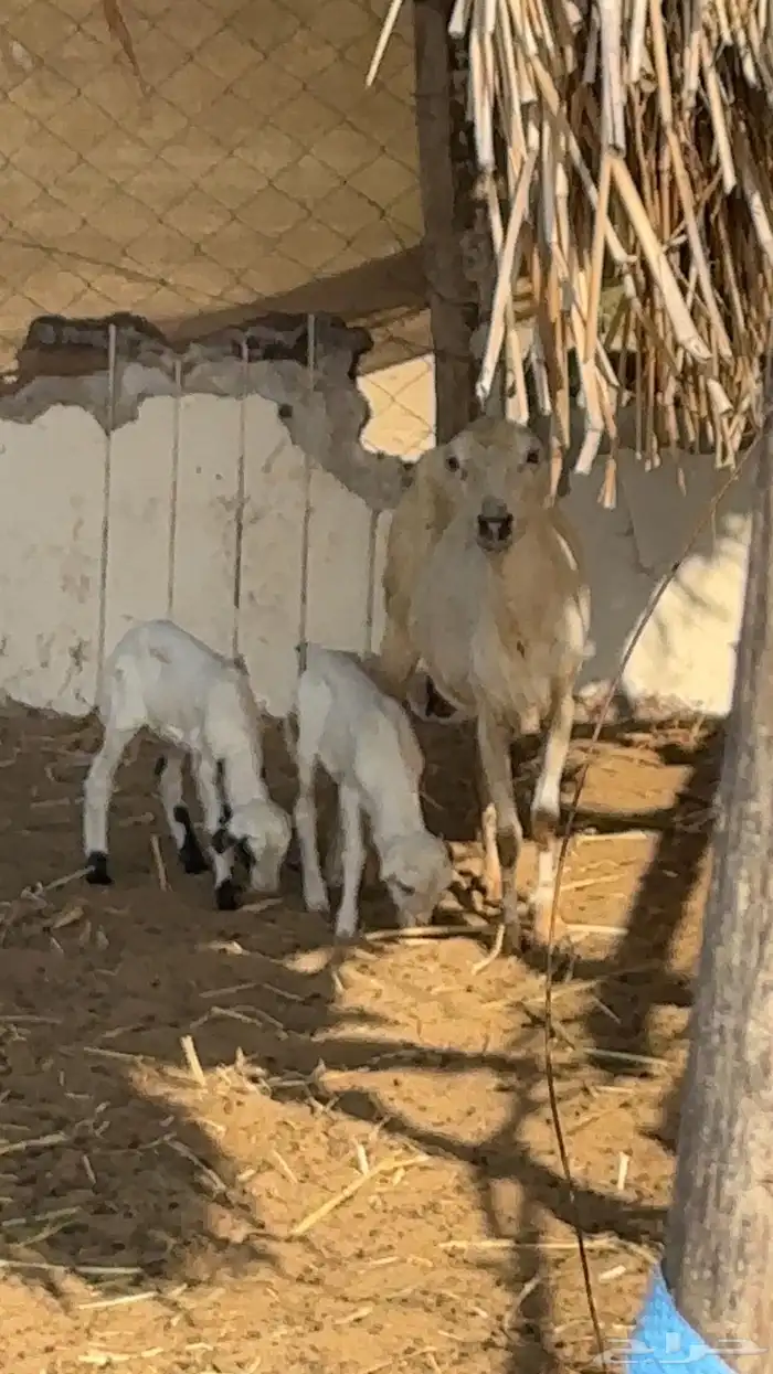 ضان مناتيج 1