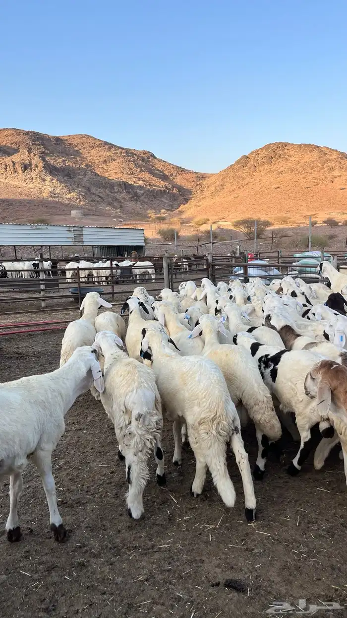 طليان سواكن دمازين شبيه الحري مرابى 32