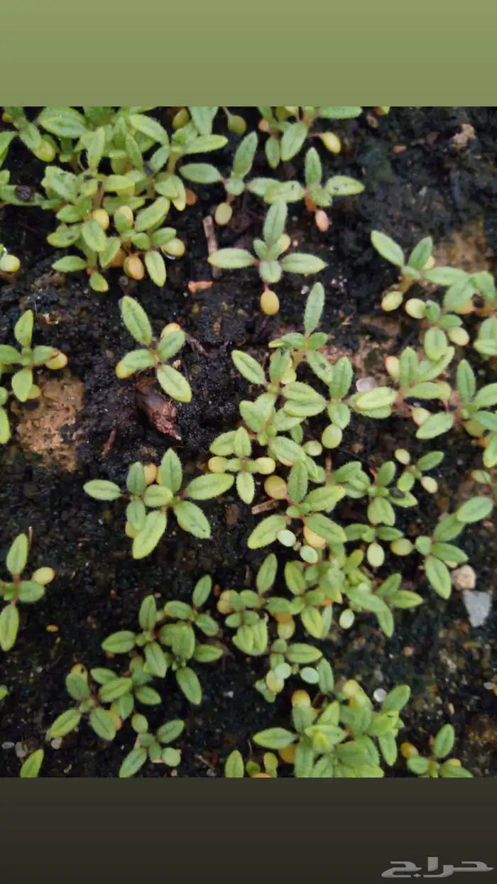 بذور برية جديده ونضيفه بالكيلو (رقروق) نبات (الجريد) 1