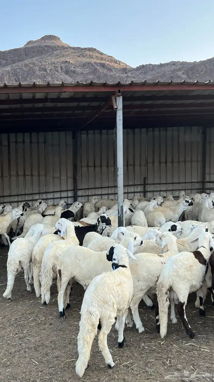 طليان سواكن دمازين شبيه الحري مرابى 1