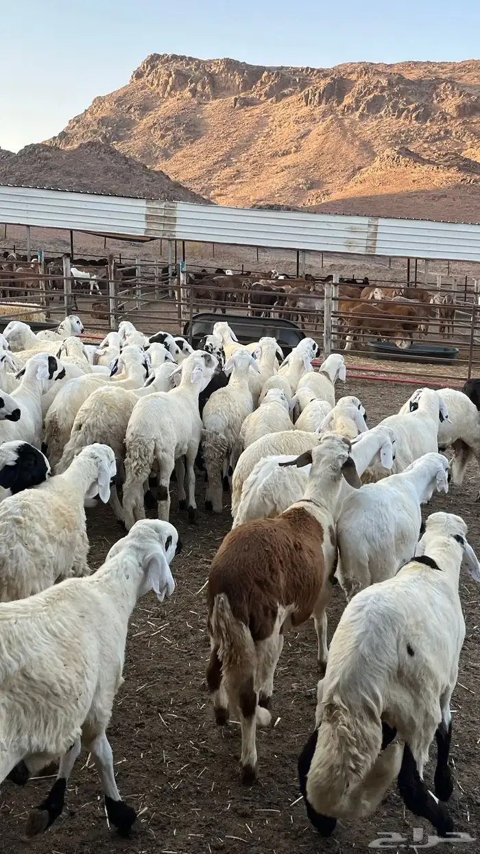 طليان سواكن دمازين شبيه الحري مرابى 9