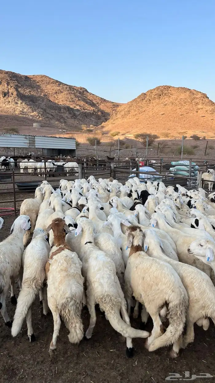 طليان سواكن دمازين شبيه الحري مرابى 29