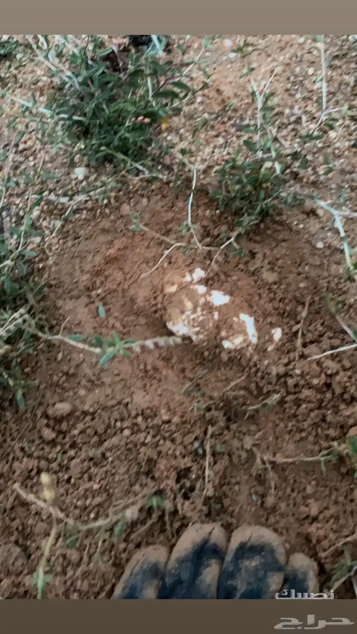 بذور برية جديده ونضيفه بالكيلو (رقروق) نبات (الجريد) 0