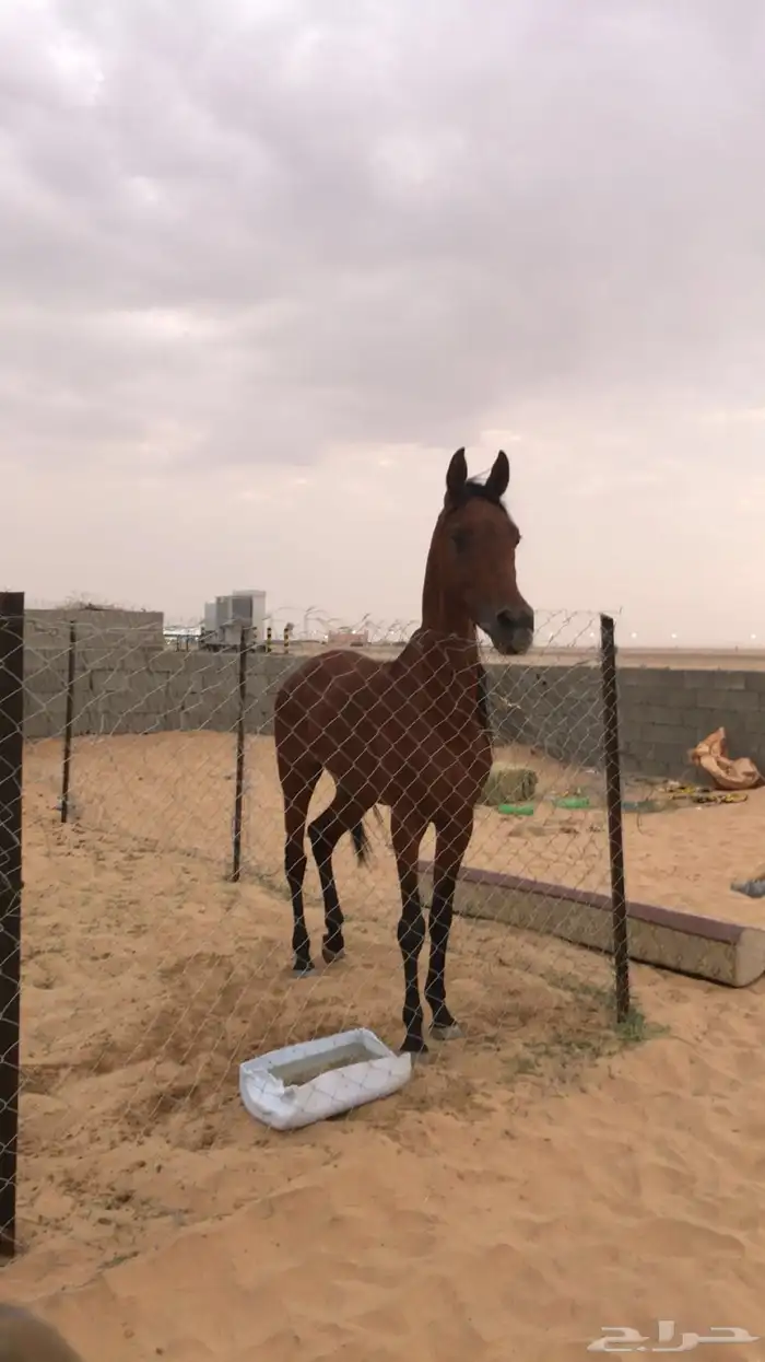 حصان كفو للبيع 1