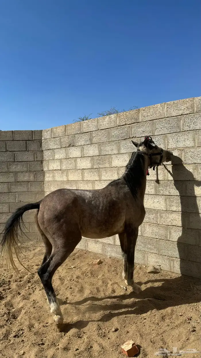مهره للبيع 0