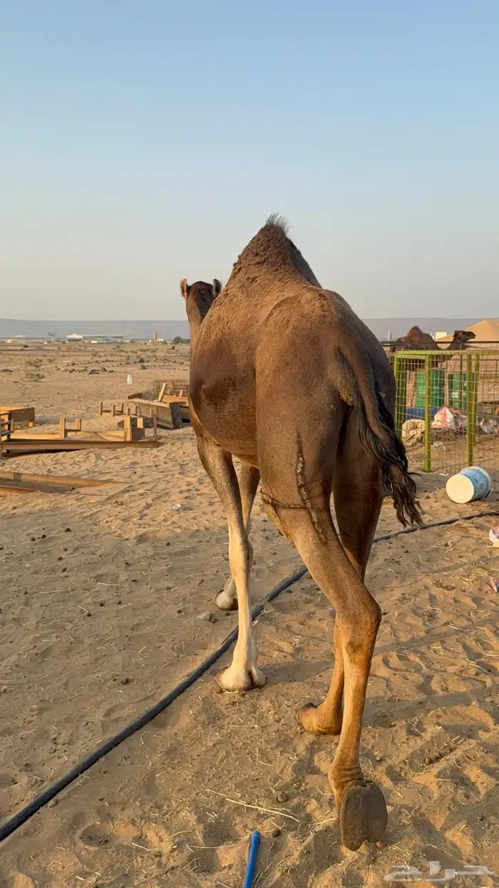 للبيع 2 بكار جذعات ملاقي على وشك تلد 11