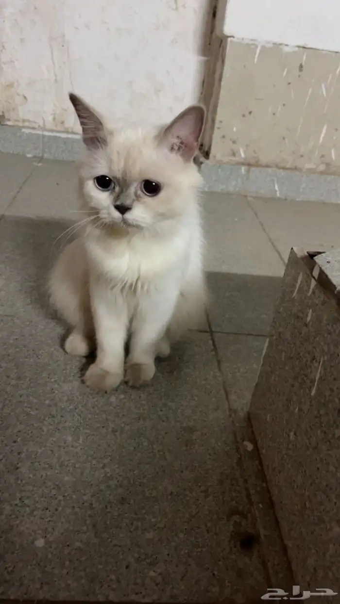 قطه 1
